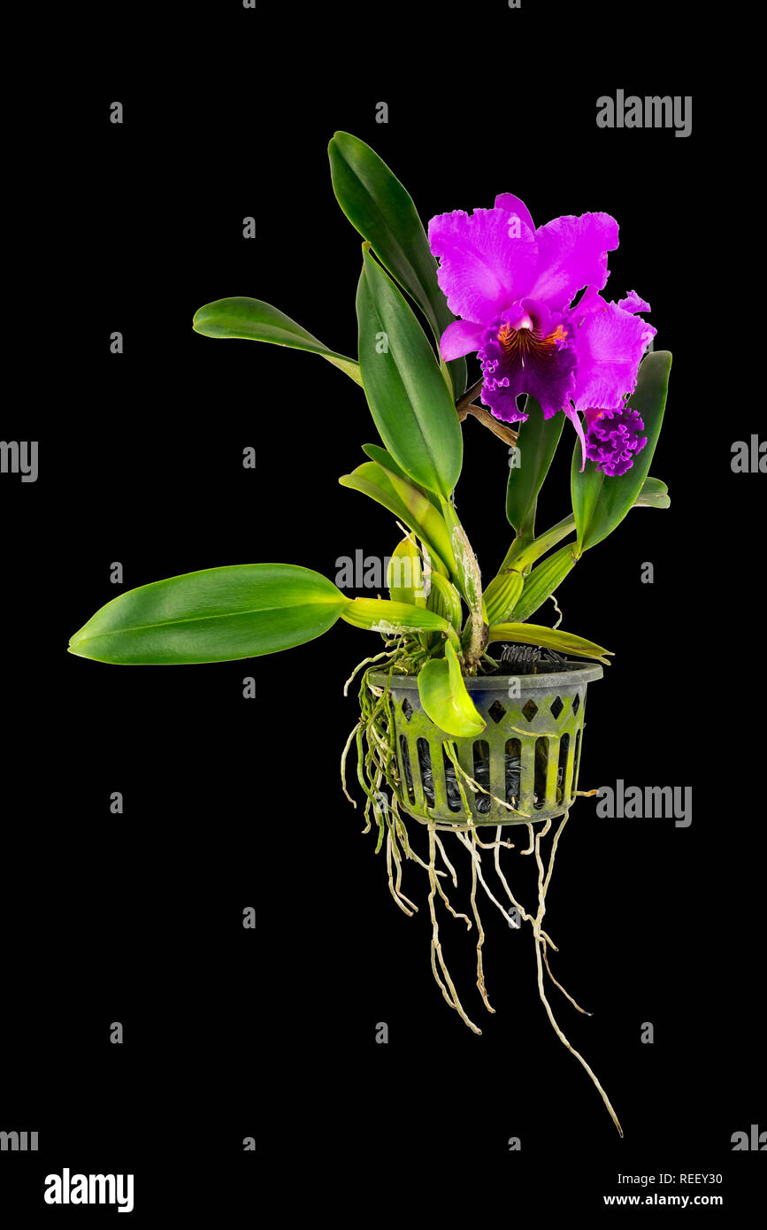 Purple Cattleya Orchid flower isolated on black background Stock Photo