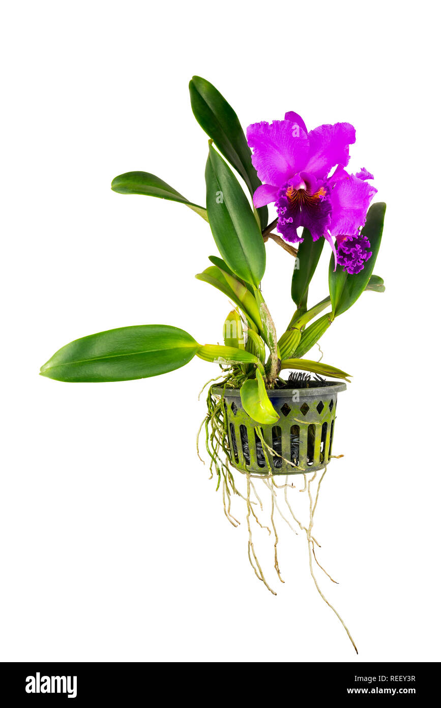 Purple Cattleya Orchid flower isolated on white background Stock Photo