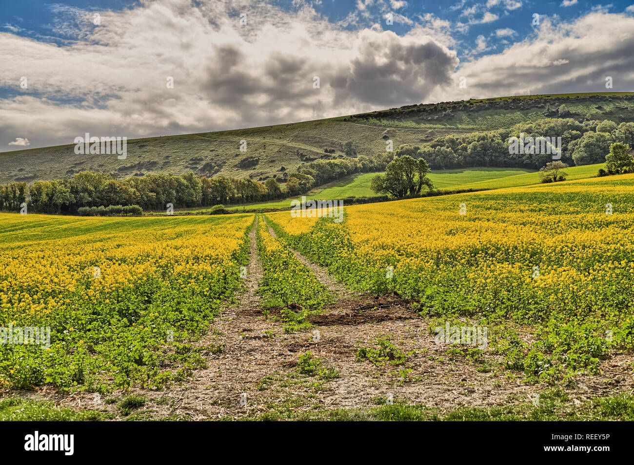 A field of mustard seed crop in East Sussex with a farm track. Stock Photo