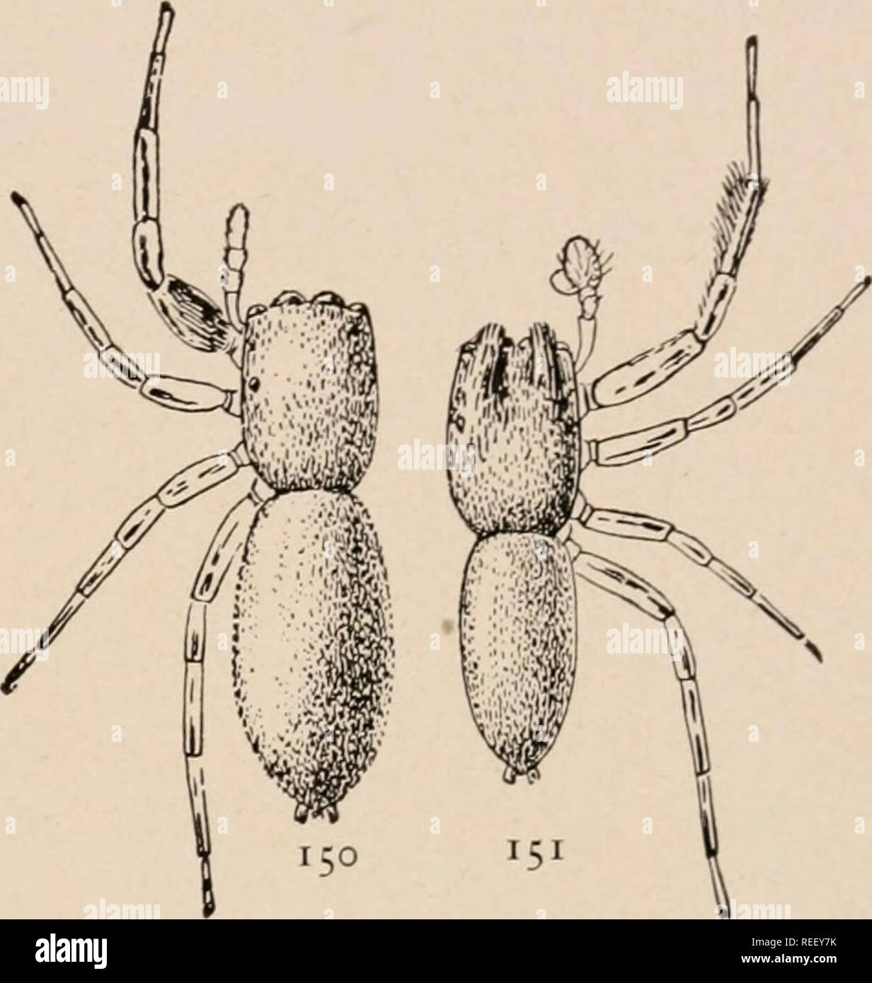 . The common spiders of the United States. Spiders -- United States. THE ATT ID/E 57. long as the cephalothorax and extend forward horizontally, the maxillae are longer, and the first pair of legs have the patella and tibia one and a half times as long as the femur. The female is longer in proportion to its width than in cestivalis and has the front legs stouter. The epigynum has two small anterior openings directed for- ward instead of toward each other, as in cestivalis. This and the next species live on low bushes all summer. Icius mitratus. — This species closely resembles Icius palma- run Stock Photo