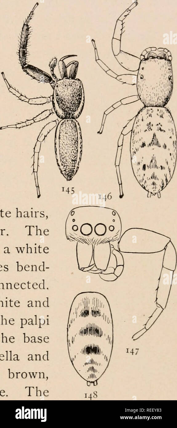 . The common spiders of the United States. Spiders -- United States. THE ATTID/E 55 variety (fig. 143) is generally smaller and covered with longer hairs and scales. The legs and palpi are more distinctly ringed with brown. The dark spots on the abdomen are larger and more closely connected, so that the markings appear as light spots on a dark ground. In alcohol they become bright red and afterward fade to a dull red color that remains for a long time, both varieties in this con- dition looking much alike. The males (fig. 142) differ, at first sight, extremely from the females. The legs are ri Stock Photo