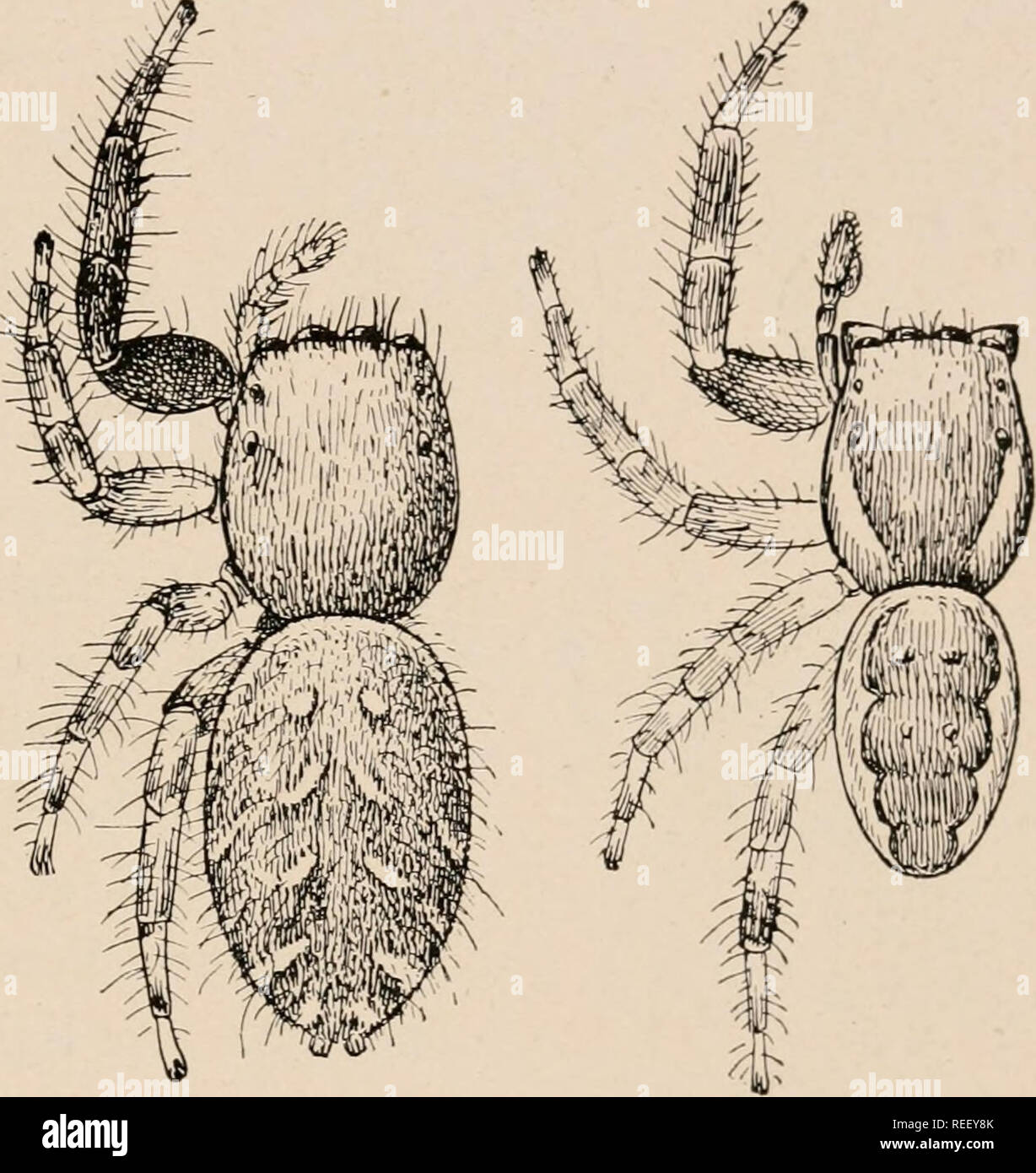 The common spiders of the United States. Spiders. thp: attid^ 57