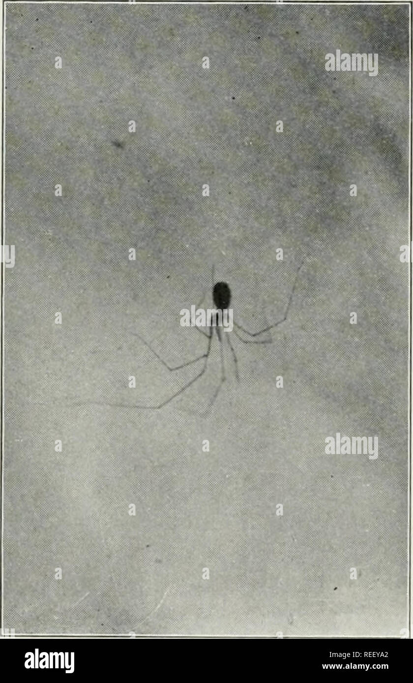 The common spiders of the United States. Spiders. thp: attid^ 57