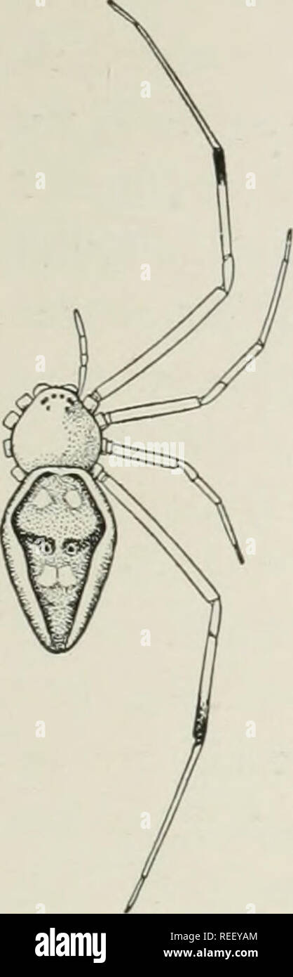 . The common spiders of the United States. Spiders. THE THERIDID^ 127 Spintharus flavidus. — A sixth to a quarter of an inch long. The cephalothorax is nearly circular, and the head small and narrow like that of Argyrodes, with the hinder middle eyes very far apart. The abdomen is widest across the front third, where it is two- thirds as wide as it is long, and from here it tapers to a blunt point over the spinnerets (fig. 302). On the back the abdomen is flat and marked with white stripes each side, and between them a large pattern in black and red, lighter toward the middle, where there are  Stock Photo