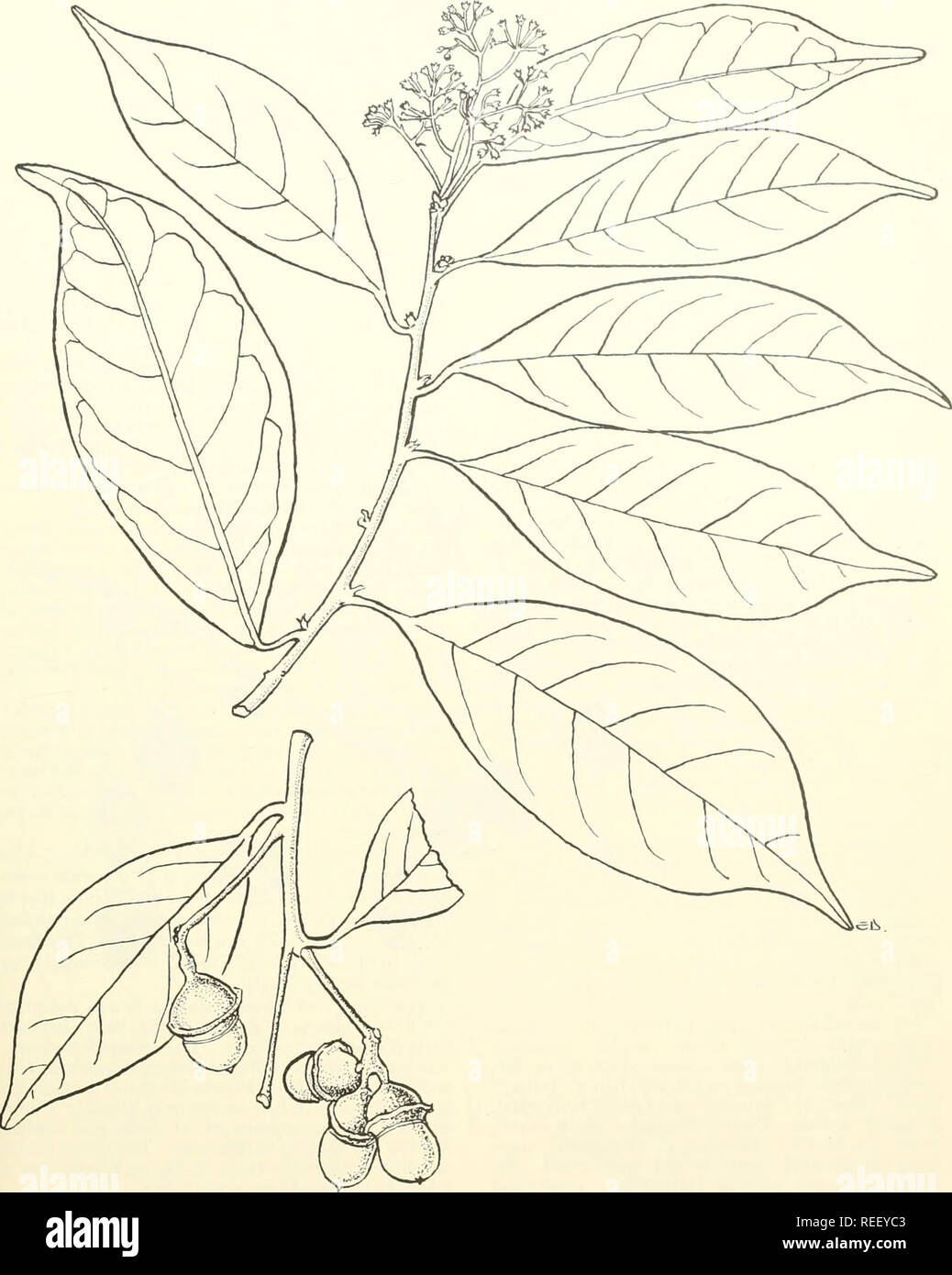 . Common trees of Puerto Rico and the Virgin Islands. Trees -- Puerto Rico; Trees -- Virgin Islands of the United States. 44. ralo (le misanteco. Gulf licaria Natural size. Licaria triandra (Sw.) Ko.sterni. 115. Please note that these images are extracted from scanned page images that may have been digitally enhanced for readability - coloration and appearance of these illustrations may not perfectly resemble the original work.. Little, Elbert Luther, 1907-; Wadsworth, Frank H. (Frank Howard). Washington, D. C. : U. S. Dept. of Agriculture, Forest Service Stock Photo
