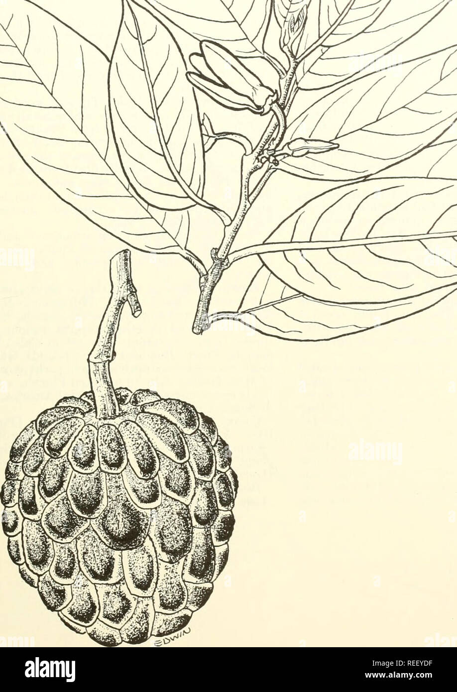 . Common trees of Puerto Rico and the Virgin Islands. Trees -- Puerto Rico; Trees -- Virgin Islands of the United States. 39. Anon, sugar-apple Natural size. Annona squamosa L. 105. Please note that these images are extracted from scanned page images that may have been digitally enhanced for readability - coloration and appearance of these illustrations may not perfectly resemble the original work.. Little, Elbert Luther, 1907-; Wadsworth, Frank H. (Frank Howard). Washington, D. C. : U. S. Dept. of Agriculture, Forest Service Stock Photo