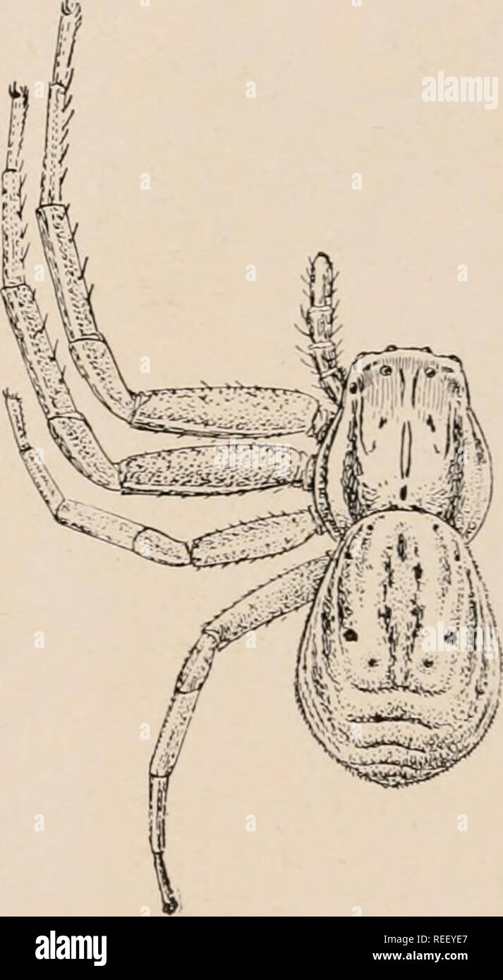 . The common spiders of the United States. Spiders -- United States. 97 Xysticus triguttatus. 96, male. Both en- larged four times. 97, front of head much enlarged to show eyes and mandibles. Figs. 95, 96,97 — 95, female. Please note that these images are extracted from scanned page images that may have been digitally enhanced for readability - coloration and appearance of these illustrations may not perfectly resemble the original work.. Emerton, J. H. (James Henry), 1847-1930. Boston, London, Ginn &amp; Company Stock Photo