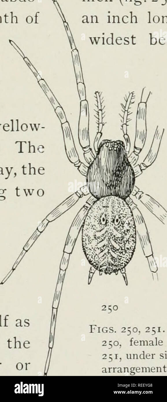 . The common spiders of the United States. Spiders. THE AGALENID^ 105 and narrow, and the palpal organ large and complicated, with a long fine tube that extends from the base along the outer side and back to the hard appendages in the middle. The epigynum (fig. 247) has a small, transverse, oval opening at the hinder end, in front of which the coils of long tubes can be seen through the skin. In New England Agalenidre PI. VII, fig. 2 is the epigynum of this species and not of Ccslotcs longitarsiis. Hahnia bimaculata. —The Hahnias resemble Tegenaria, but are much smaller and have the spinnerets Stock Photo