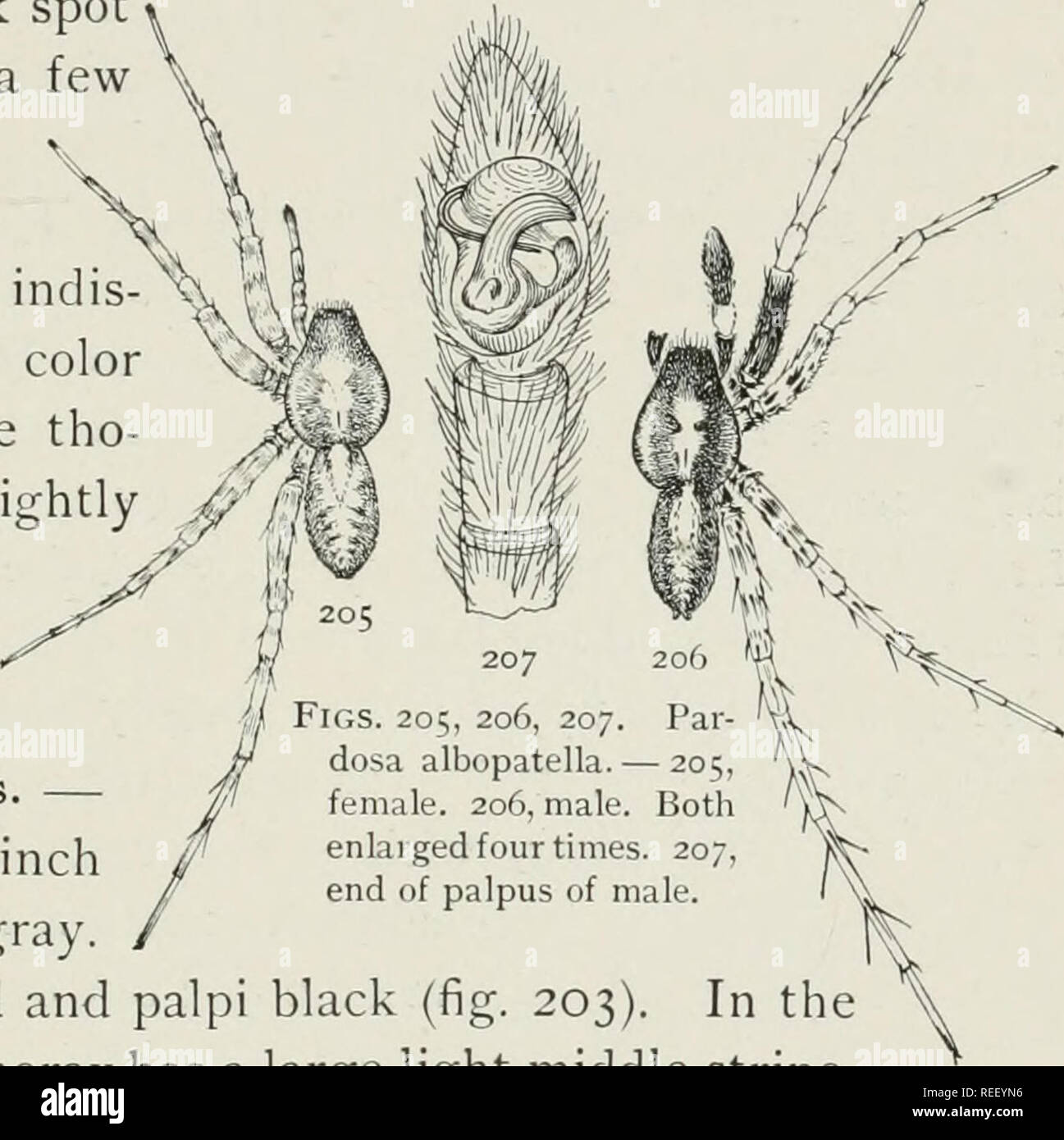 . The common spiders of the United States. Spiders. THE LYCOSID^ 83 behind. In the males (fig. 199) the colors are darker and the dark markings larger. The ends of the palpi are large and covered with black hairs. In one freshly molted young male there was hardly any trace of the spots on the sternum. The male palpi were dark gray with black hairs, except the tarsus, which was light colored, with a dark spot in the middle and a few black hairs. The markings of the abdomen were very indi tinct, and the light color brownish, while the tho- rax and legs are slightly green. The first femora were b Stock Photo