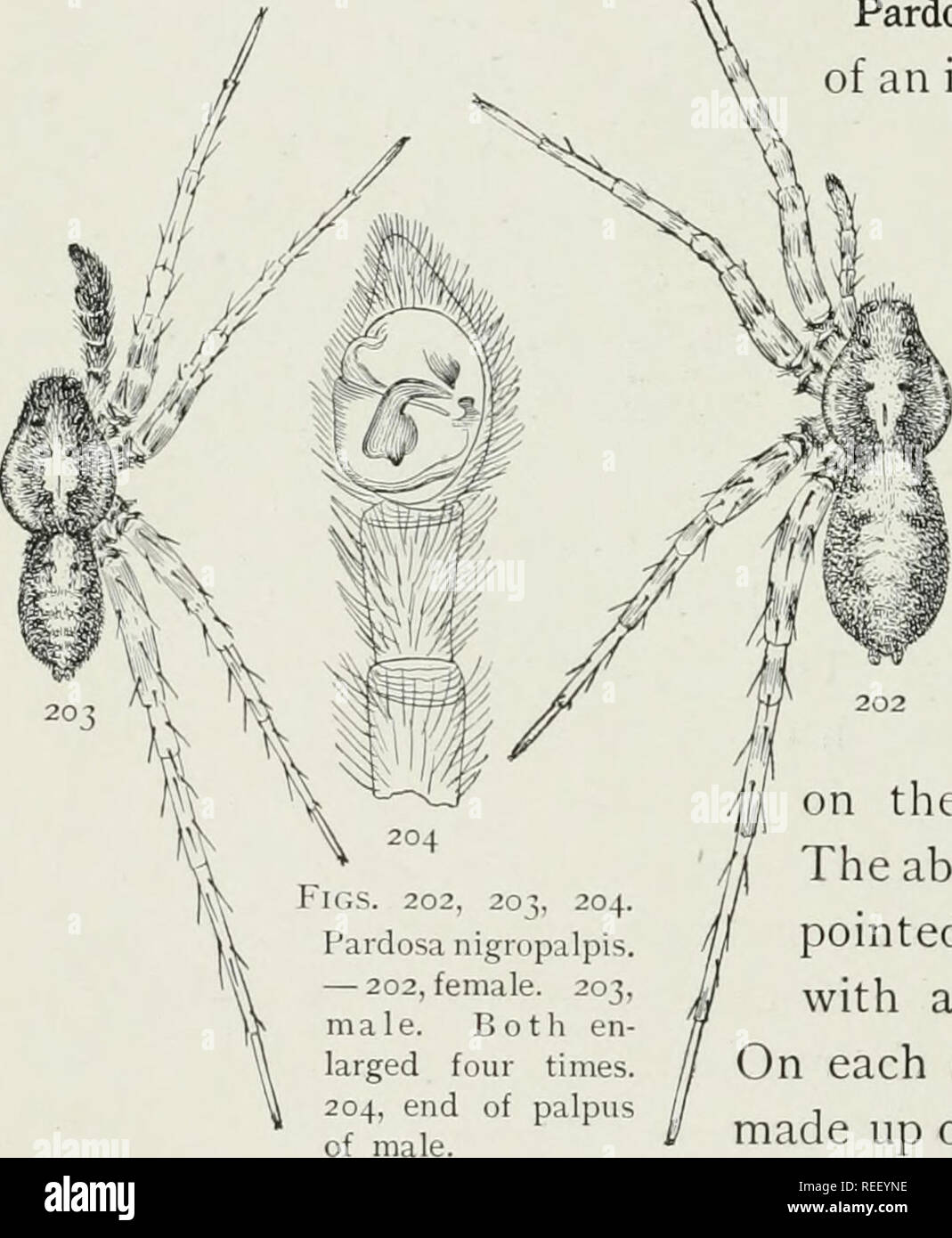 . The common spiders of the United States. Spiders. THE COMMON SPIDERS the cephalothorax and abdomen are less distinct and more broken and irregular. The epigynum (fig. 195) has a character- istic shape different from any of the allied species, the two anterior depressions being wide apart and the middle ridge narrow and rounded at the end. The male palpi (fig. 196) are rather slender, as in lapidicina, and uniformly colored, and all the differences between the sexes are less strongly marked than in Jiigropalpis and albo-  patella. Pardosa pallida. — One-fifth of an inch long and brightly mar Stock Photo