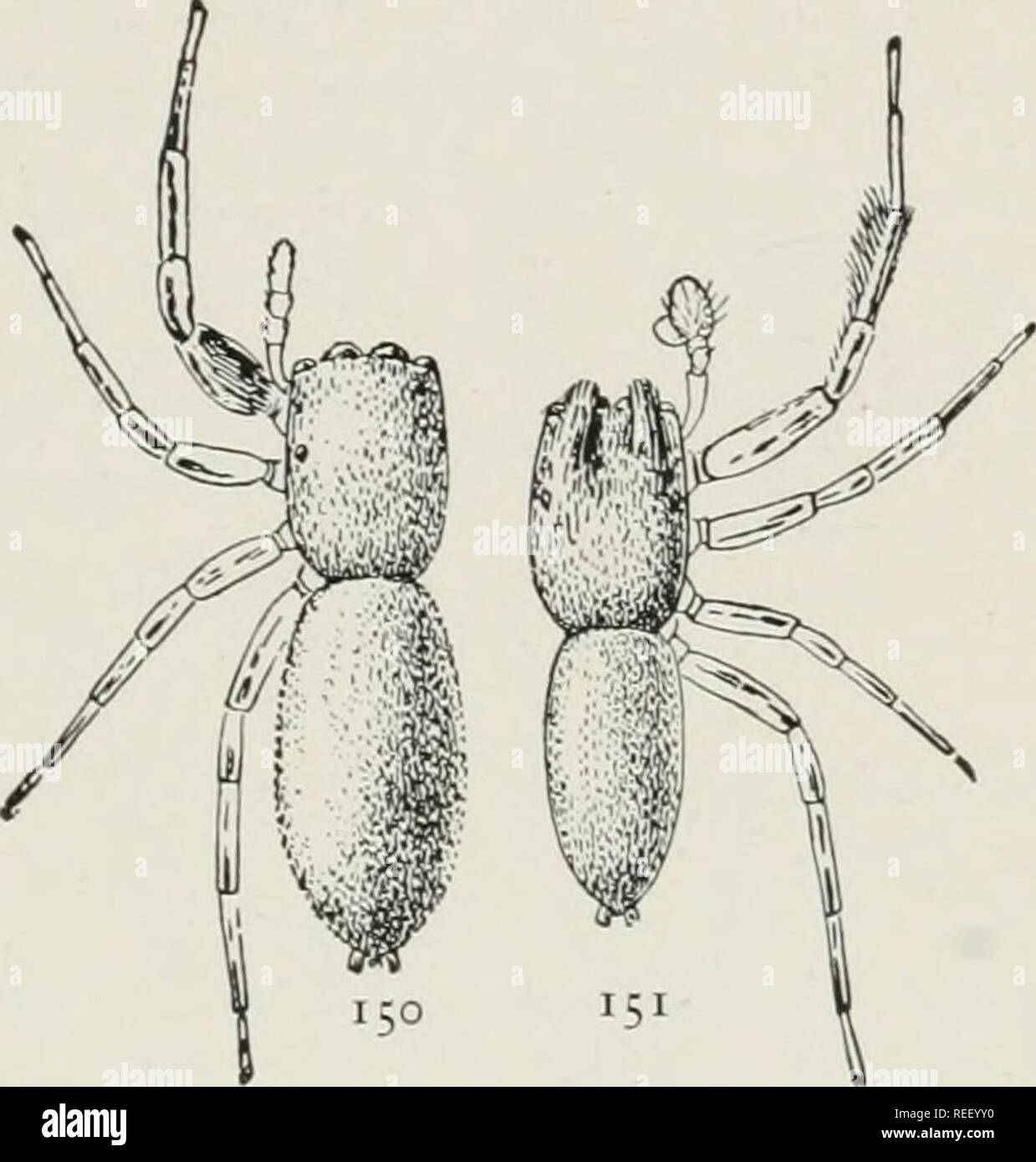 . The common spiders of the United States. Spiders. thp: attid^ 57. long as the cephalothorax and extend forward horizontally, the maxillae are longer, and the first pair of legs have the patella and tibia one and a half times as long as the femur. The female is longer in proportion to its width than in cestivalis and has the front legs stouter. The epigynum has two small anterior openings directed for- ward instead of toward each other, as in cBstivalis. This and the next species live on low bushes all summer. Icius mitratus. — This species closely resembles Icius palma- ritviy differing main Stock Photo