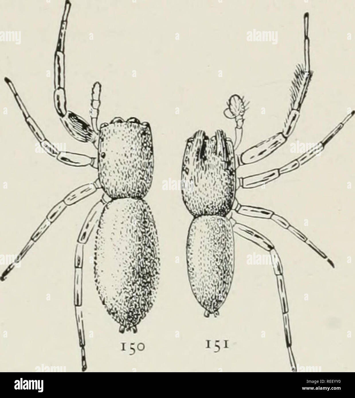 The common spiders of the United States. Spiders. thp: attid^ 57