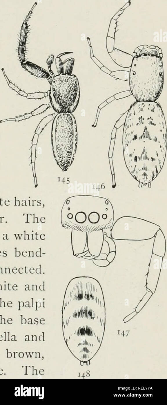 . The common spiders of the United States. Spiders. THE ATTID/E 55 variety (fig. 143) is generally smaller and covered with longer hairs and scales. The legs and palpi are more distinctly ringed with brown. The dark spots on the abdomen are larger and more closely connected, so that the markings appear as light spots on a dark ground. In alcohol they become bright red and afterward fade to a dull red color that remains for a long time, both varieties in this con- dition looking much alike. The males (fig. 142) differ, at first sight, extremely from the females. The legs are ringed as in the fe Stock Photo