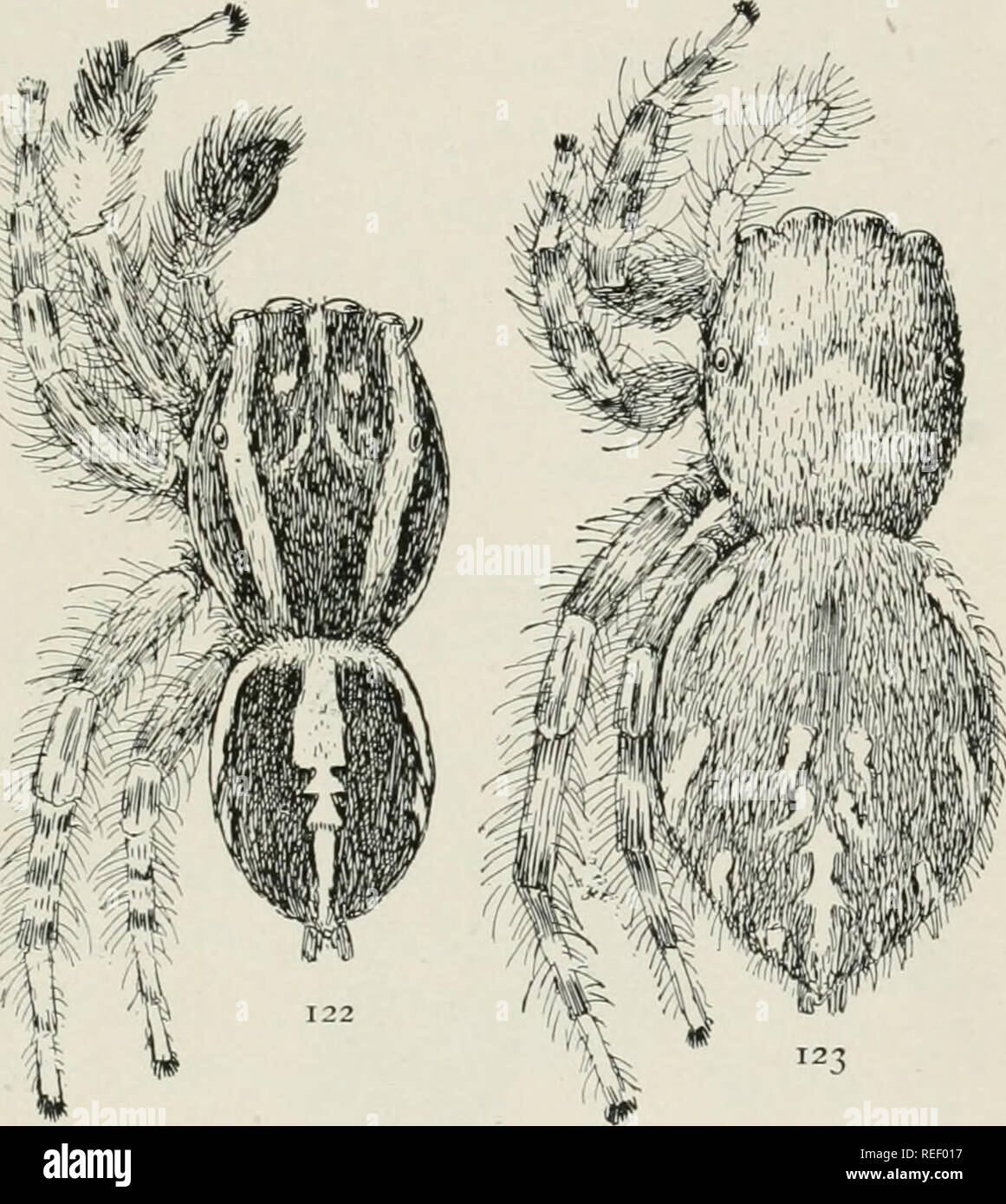 The common spiders of the United States. Spiders. thp: attid^ 57