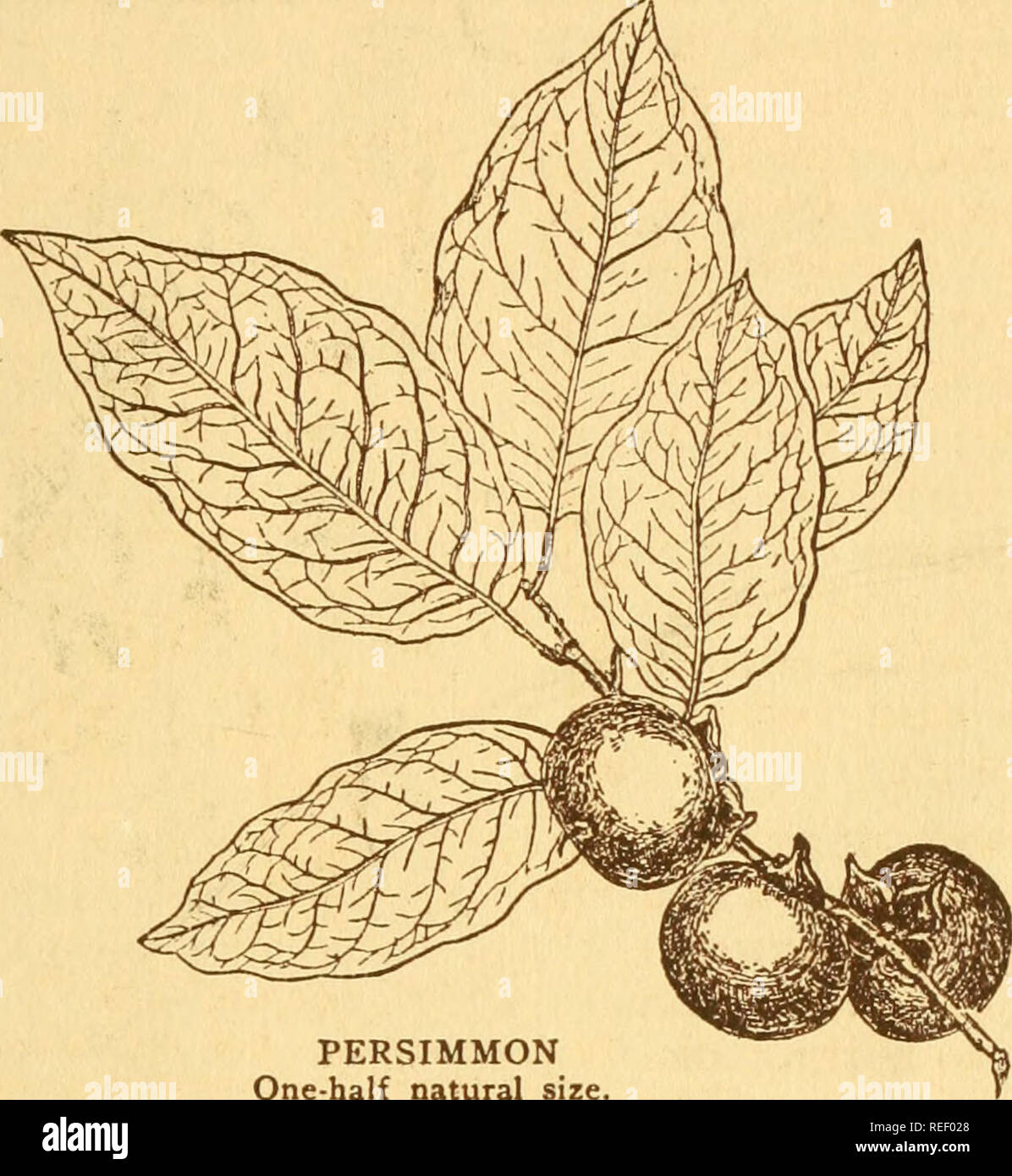 . Common trees of New York. Trees; Trees. of New York 115 PERSIMMON ...
