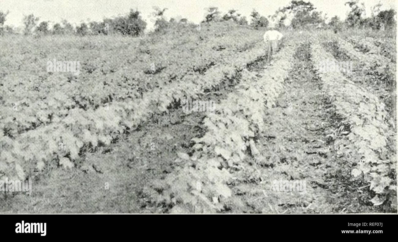 A Companhia de Moçambique na exposição da Sociedade de Geographia de  Lisboa. Memoria ácerca de algodão e borracha. Cotton growing; Rubber. ^.  .t.iffi.. ,r,.^ .» ^^'i^.,01^%. .-Éí J^: f-'-a&quot;-. Uma plantação