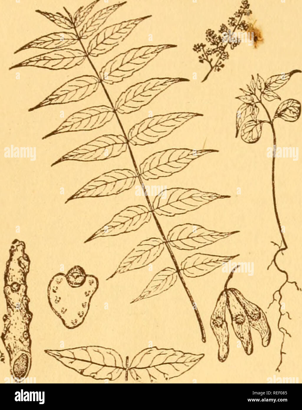 . Common trees of Ohio : a handy pocket manual of the common and introduced trees of Ohio. Trees -- Ohio. OF Ohio 83 AILANTHUS Ailanthus glandulosa, Desfontaines THE Ailanthus. also called Tree of Heaven, Chinese Sumac, and Paradise Tree came to this country from China about 150 years ago, and was planted first near Phila- delphia. The leaves are alternate compound, with 11 to 31 leaflets, occasionally 3 feet long. Leaflets are 3 to 5 inches. AILANTHUS One-fourth natural size. Twig, one-half natural size. Leaf-scar, slightly enlarged. long, egg-shaped, long-pointed at apex, smooth along mar- g Stock Photo