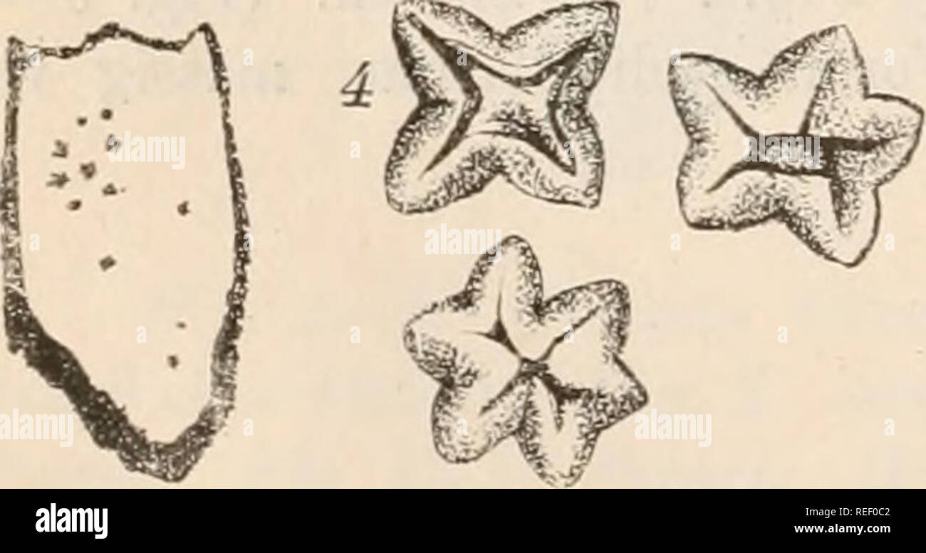 Dr. L. Rabenhorst's Kryptogamen-Flora von Deutschland, Oesterreich und der  Schweiz. Cryptogams -- Germany; Cryptogams -- Austria; Cryptogams --  Switzerland. Hysterograplmim. Apothecien hervorbrechend oder sitzend, läng-  lich oder elliptisch, stark ...