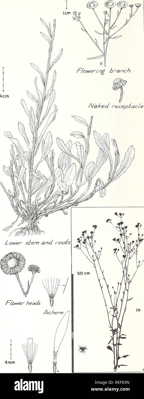 . Common plants of longleaf pine-bluestem range. Plant ecology; Grasses; Forage plants. DAISY FLEABANE Erigeron strigosus Muhl. var. beyrichii (Fisch. &amp; Mey.) T. &amp; G. Like most annual composites, daisy fleabane is most abundant on old fields, roadsides, firelines, and other open, disturbed areas. It is often common under moderately dense timber. Sandy soils appar- ently provide the best habitat. Plants may reach a height of 3 feet or more where competition is light, but where grass is dense, height seldom exceeds 2 feet. Early spring leaves, which form a rosette on the lower stem, are  Stock Photo