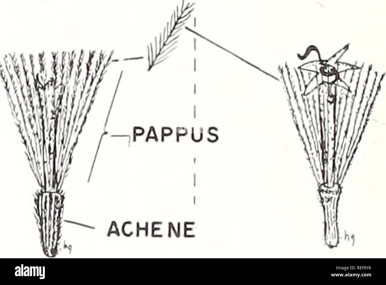 Common Plants Of Longleaf Pine Bluestem Range Plant Ecology Grasses Forage Plants 5mm Flowerheads Plumose Bristles Barbellate Bristles 5mm Individual Flowers I I 50cm I Ft Pinkscale G Slender G Kansas G