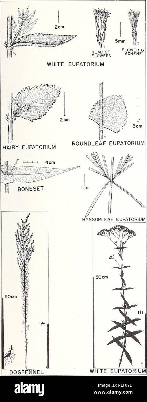 . Common plants of longleaf pine-bluestem range. Plant ecology; Grasses; Forage plants. WHITE EUPATORIUM Eupatorium album L. White eupatorium, so named because of the whit- ish membranous margins of the bracts surrounding the flower heads, is common on well-drained sandy soils. It is abundant on range that is periodically burned. Mature plants are about 2 feet tall and conspicu- ously hairy. The leaves are opposite, elliptical, coarse-toothed, and without petioles. Blades may be up to 5 inches long and 1 inch wide, but they are commonly about 2 inches long and V2 inch wide. Flat-topped inflore Stock Photo