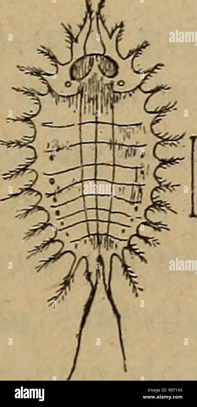 . Common injurious insects of Kansas. Insect pests. INSECTS ATTACKING ...