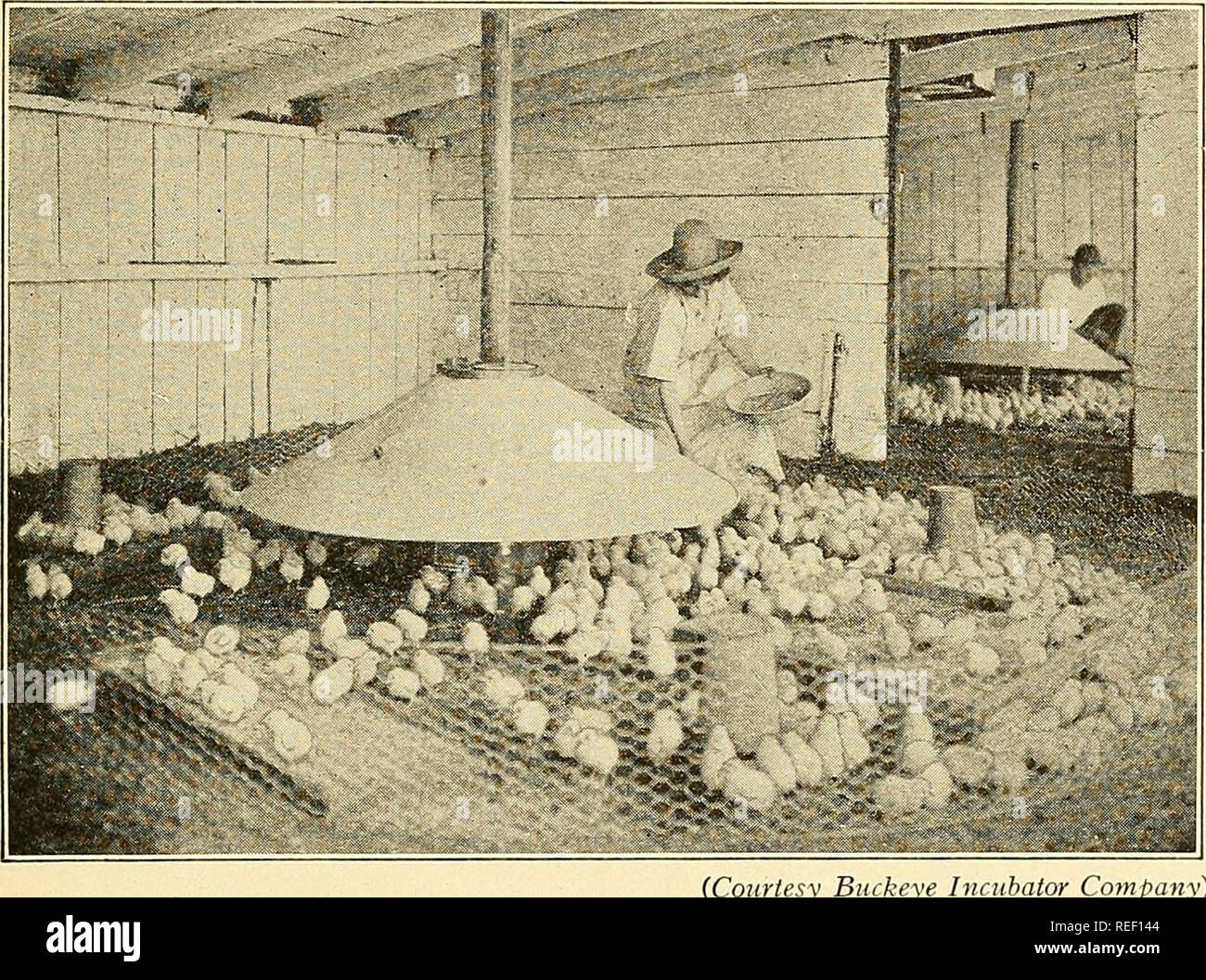 . Commercial poultry raising;. Poultry. SOME COMMON MISTAKES 299 in ...