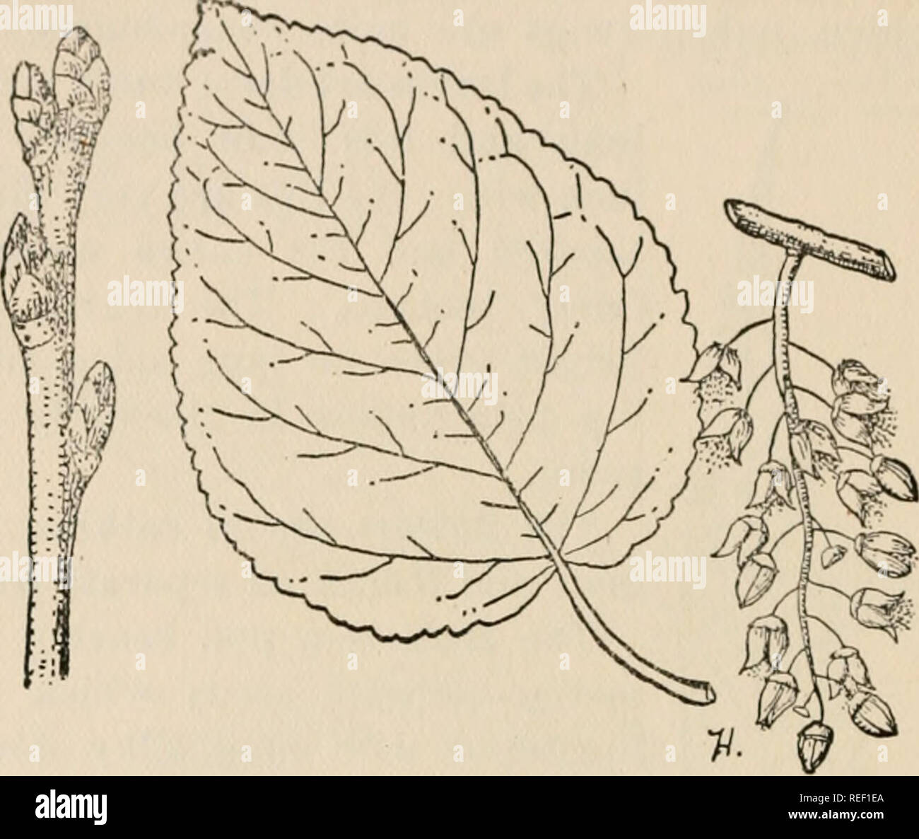 . Common forest trees of Georgia: how to know them. A pocket manual ...