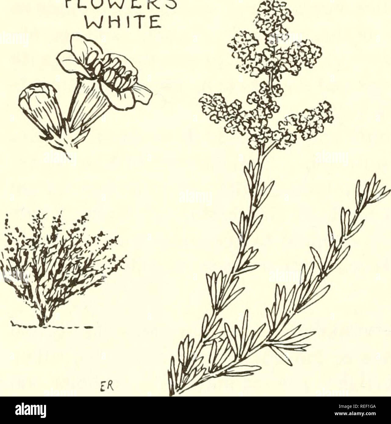 . Common edible and useful plants of the West. Plants, Edible -- West (U. S. ); Botany, Economic; Botany -- West (U. S. ). fL0WER5 WHITE S-6. CHAMISE, Adenos- toma fasciculatum; Rose Fam. A spreading shrub, 2'-10' high, with slender, wand - like branches and graceful, pyramidal clus- ters of white flowers in June; fruits gray^ new bark is reddish, turning gray when old. It is quick to catch fire due to resin in leaves. If burned, the first year's leaves are grazed by stock and deer. Bees frequent the blossoms for pollen; gold- finches and woodrats eat the seeds. Indians used an infusion of bar Stock Photo