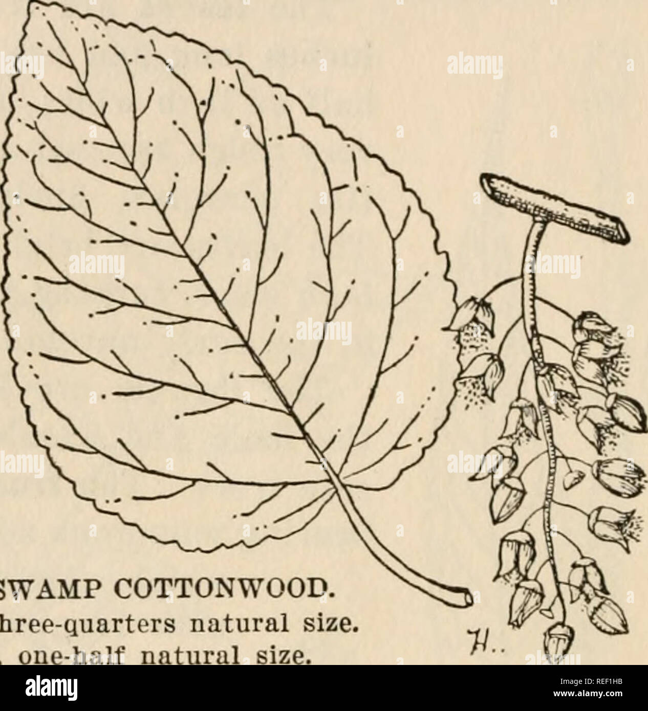Common forest trees of North Carolina : how to know them; a pocket manual.  Trees -- North Carolina; Trees. s&gt; -^^-c^^s-s -&amp; -mx^' -€&gt; SWAMP  COTTONWOOD {Populus lieterophylla L.) THIS is