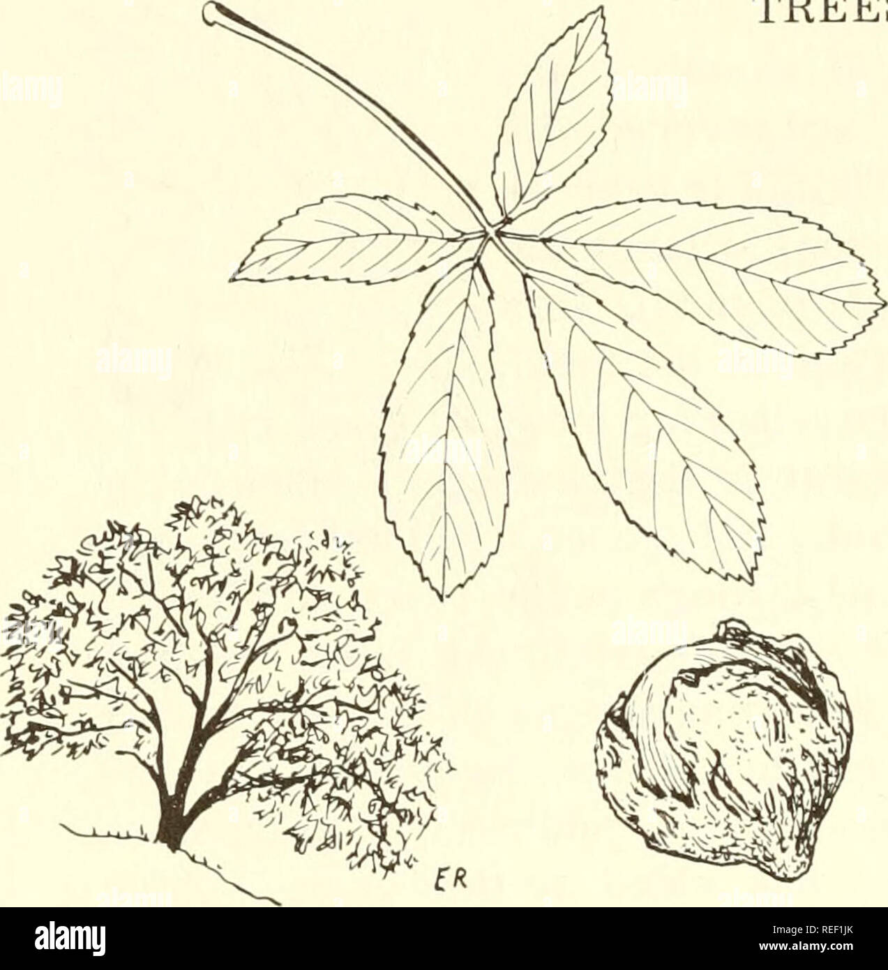 . Common edible and useful plants of the West. Plants, Edible -- West (U. S. ); Botany, Economic; Botany -- West (U. S. ). 14 TREES. properties., Also useful in nervous disorders, intestinal colic, and as an insecticide (said to drive away fleas and lice). The small limbs are used today on chicken roosts as a louse preventitive. The leaves are good flavor addi- tives to stews, roasts, etc. Hung up with garlic to dry, they prevent molding. Str. Wd. Oak Calif. Str. Wd. Oak Calif. T-12. BUCKEYE, CALIFORNIA Aesculus cali- fornica; Buckeye Fam. 12'-25'high tree, with 5 finger-like, light green leaf Stock Photo