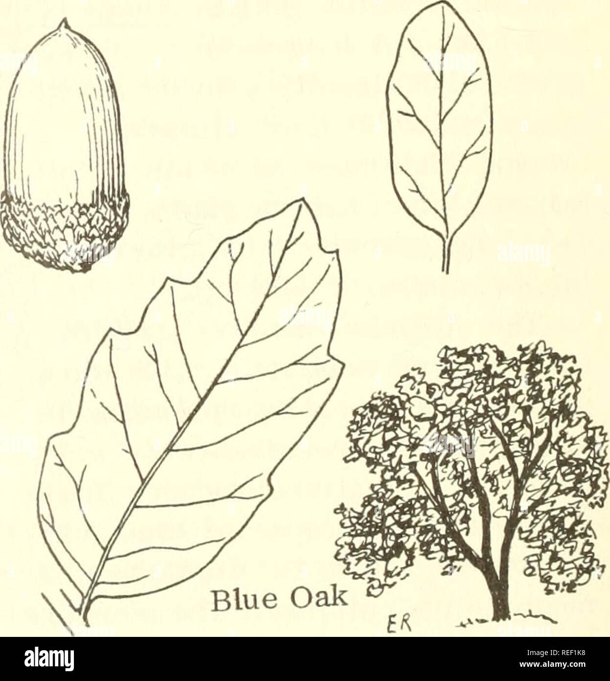 . Common edible and useful plants of the West. Plants, Edible -- West (U. S. ); Botany, Economic; Botany -- West (U. S. ). T-9. WHITE ALDER, Alnus rhombifolia, Birch Fam. Also other species of Alnus. A tree 15'-30' high, with light green leaves, whitish to gray bark, green hanging catkins, and small, brown, 2&quot;-4&quot; long cones; very common along streams. Parkinson, in 1640, writes of Al- nus: &quot;Leaves and bark are cooling and drying. Fresh leaves laid on tu- '^//^^^ mors will dissolve them; also stays inflammation. Leaves with morning dew on them; laid on a floor troubled with fleas Stock Photo