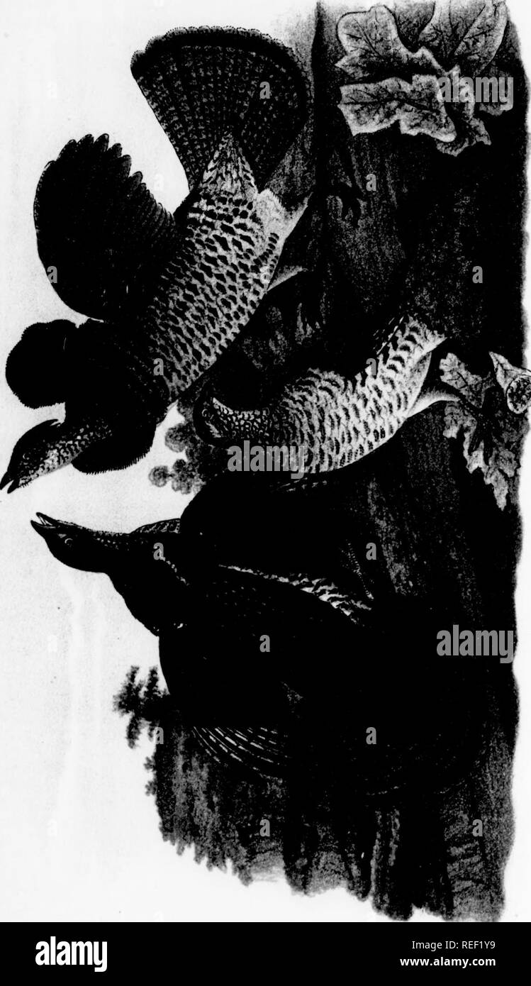 . Report on the birds of Pennsylvania : with special reference to the food habits, based on over four thousand stomach examinations. Birds. to. P^f/ Qi OD f&gt;vÂ¥ a Â» jf p %1R *^ cb Ml' '^ K Â« ^H^' a B tt^ COLOR PLATE n/HDS OF PENNSYLVANIA. 265 forest, but in -roves, alon&lt;. the bordei-s of streams, in orchards, parks and s-ardens he is common. Its nest is usually built at a considerable iieig-nt 111 trees. * Vireo flavifrons Vieill. Vellou-thioaietl X'ireo. Dkscuiption (Plate 19). sto^r^'n &quot;&quot;^r''-' ' .^^tent about 94'; u-in^^3; tail 2] : hill about .50 lon^ and rtther part of l Stock Photo