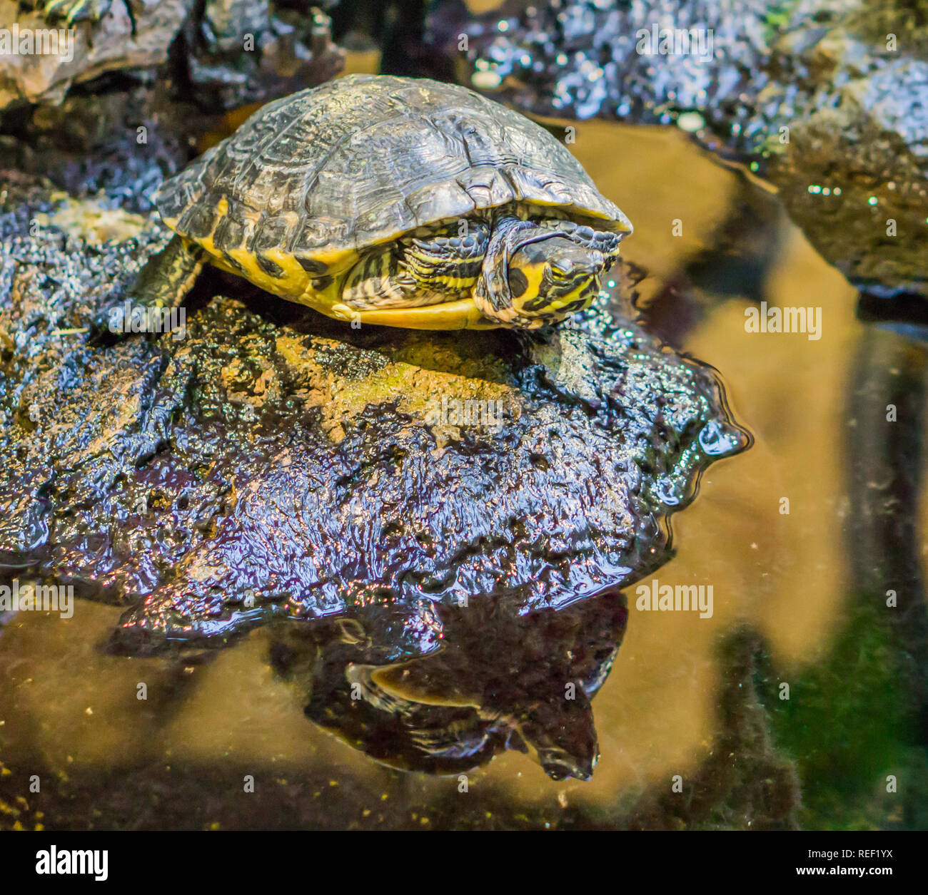 Yellow bellied slider turtle hi-res stock photography and images - Alamy