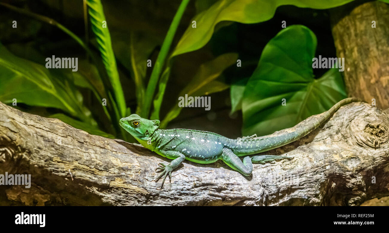 female green plumed basilisk on a tree branch in closeup, helmeted