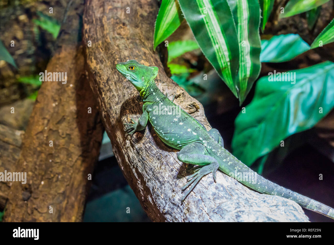 closeup of a female green plumed basilisk sitting on a tree branch, helmeted lizard, tropical