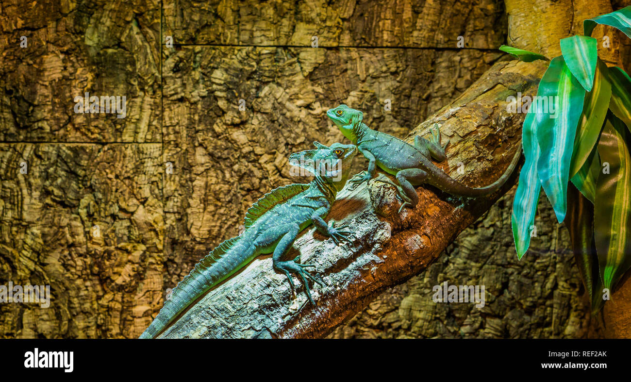 green plumed basilisks sitting together on a tree branch, one male and one female basilisk, tropical lizards from America Stock Photo