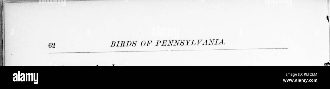 . Report on the birds of Pennsylvania : with special reference to the food habits, based on over four thousand stomach examinations. Birds. I 11 11 I I Ardea coerulea Linn. Little Blue Heron ; Little White Heron. Description.* Bill about three inches long, and quite slender. ^, , , Adult (blue phase), breeding plumage.-Bm ^nd lores bluish, former black to- wards end ; the long, narrow and pointed dorsal plumes extend sometimes several inches beyond the tail ; legs and feet black ; eyes yellow ; head and neck -purplisn- red or maroon colored,&quot; top of head and fine hair-like crest, bluish w Stock Photo