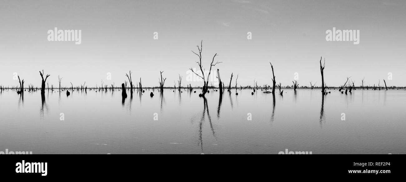 Photograph of dead tree trunks sticking out of the water, Australia Stock Photo Alamy