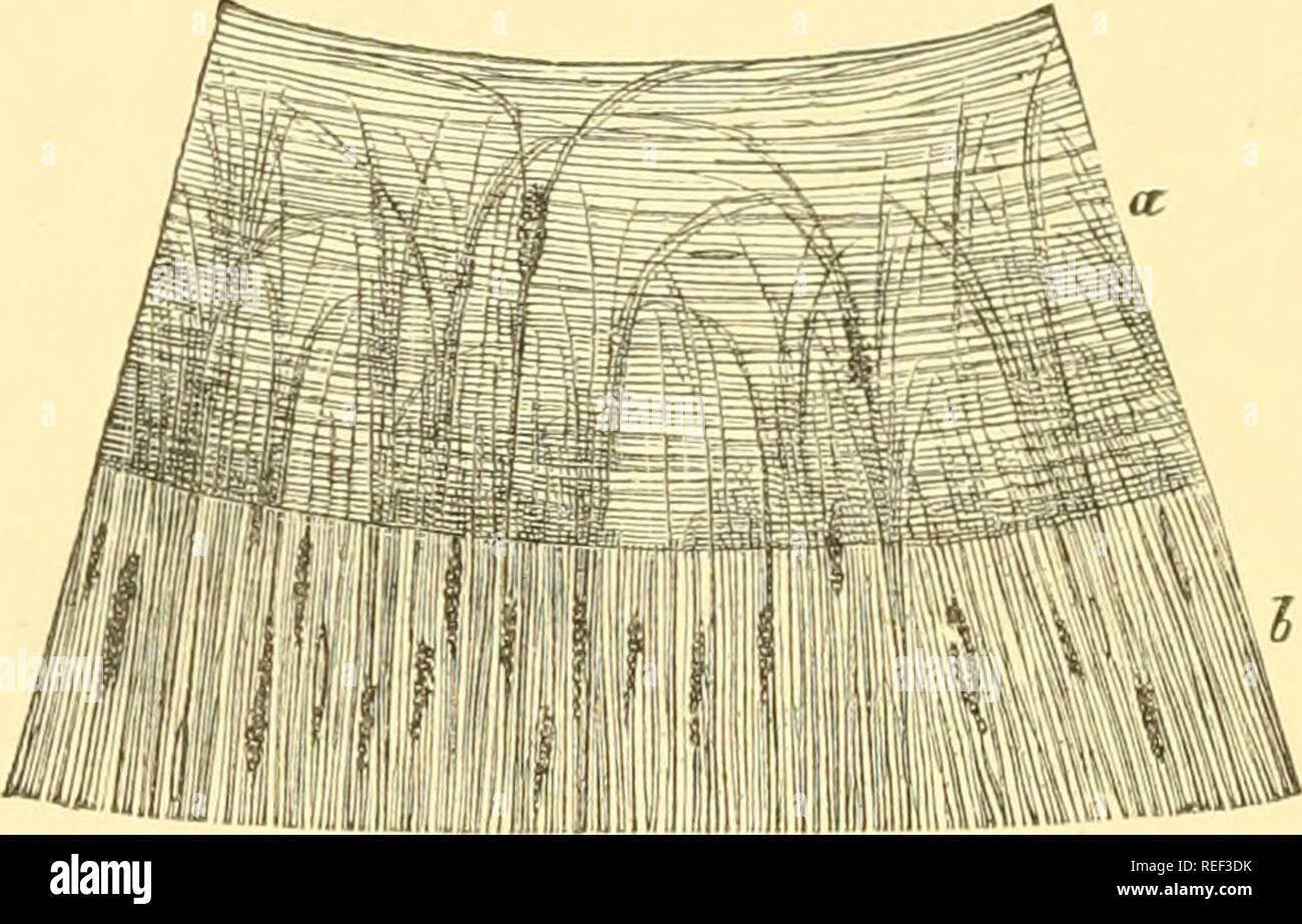 . Compendium of histology. Histology. 250 TWENTY-FOURTH LECTURE. boundary region of the cornea and sclerotica. Meridional bundles of the former radiate in a posterior direction into the ciliary body. Below and inwards occur interwoven filaments, and still further inwards, circular bundles (Mueller's ring muscle). We meet with colorless connective-tissue cells in the con- nective-tissue substratum of the iris of light eyes, and pig- mented cells in that of dark ones. Besides these, smooth muscular elements occur. Annular bundles (Fig. 201, a). Fig. 201. —Surface of the human iris ; a, the sphin Stock Photo