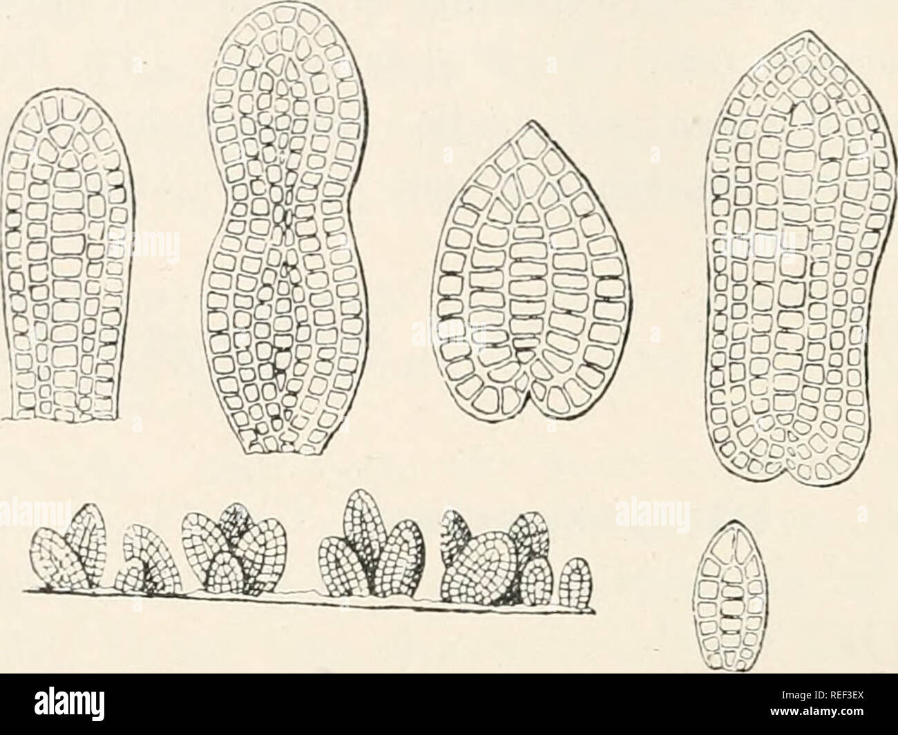 . Dr. L. Rabenhorst's Kryptogamen-Flora von Deutschland, Oesterreich und der Schweiz. Cryptogams -- Germany; Cryptogams -- Austria; Cryptogams -- Switzerland. 196 Auf faulem Hok von Coniforen, Eichen und Salix incana bei München (Schnabl). in Belgien (Bommor und Rousseau), bei Treviso in Oberitalieu (Saccardo), in England: auf UmbelliferGn- stengeln bei Malmedy (Libert); im Frühjahr und Sommer.. Dictyosporium elegaiis Corda. Kouidien, schwach und stärker vergr. (Nach Corda.) 2012. D. secalinum Delacr. in Bull. Soc. Myc. France VIl, 109 (1891) Tab. VIII Fig. g. — Sacc. Syll. X, 670. Raschen sch Stock Photo