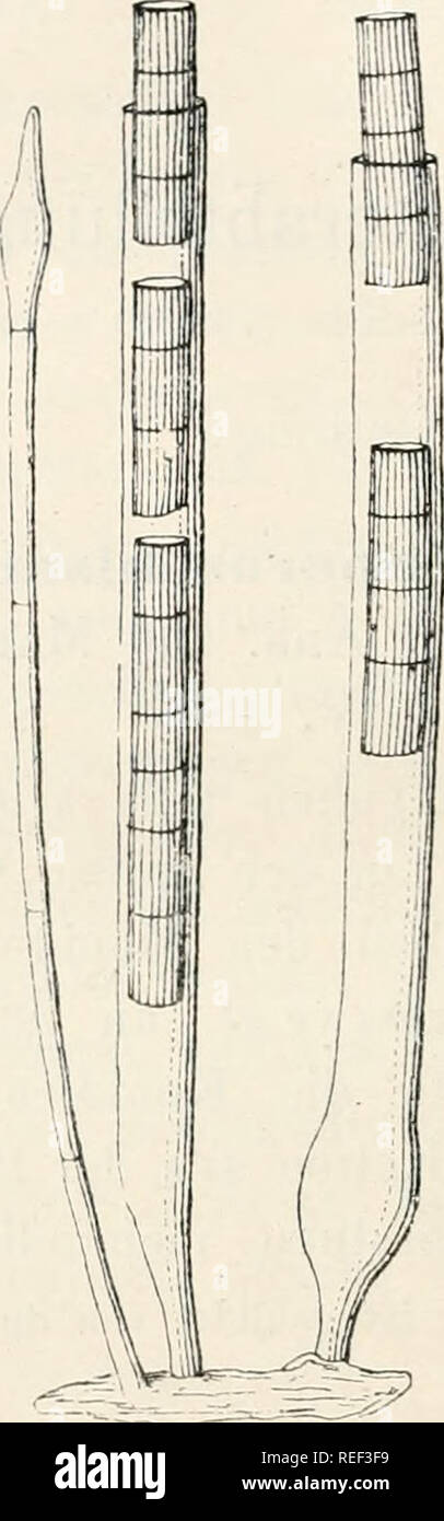 . Dr. L. Rabenhorst's Kryptogamen-Flora von Deutschland, Oesterreich und der Schweiz. Cryptogams -- Germany; Cryptogams -- Austria; Cryptogams -- Switzerland. 160 Auf faulem Holz von Ulmus, Betula, Salix, Pirus malus, auf Stengeln von Lythrum in Deutschland bei Driesen (Lasch). Thüringen (Auerswald), Cassel (Riess), in Holland (Destree), Belgien, Oberitalien, Frankreich. England; vom Sommer bis Winter. Sporoscliisma mirabile Berk. et Br. KouidienbücbseD, eine sterile Hyphe und Konidieu. Stark vergr. (Nach Saccardo.). vaPi attenuatum Cavara in Rev. myc. XI. 185 (188*J) Tab. LXXXYIII bis Fig. G: Stock Photo