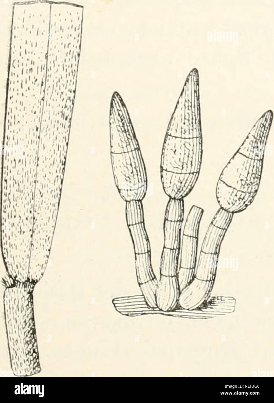 . Dr. L. Rabenhorst's Kryptogamen-Flora von Deutschland, Oesterreich und der Schweiz. Cryptogams -- Germany; Cryptogams -- Austria; Cryptogams -- Switzerland. 73 1777. N. arundinaceiiin (Corda). Syii. Helmisporium arundiiiaceum Corda Icoii. 111, 10 (1839) Fig. 25. — Sacc. Fuiio-i ital. Tab. 822. Napicladium arundiiiaceum Sacc. Syll. IV, 482 (1886). — Scliroet. in Schles. Kryi)t. FL, Pilze II, 500. — De Wild, et Dur. Prodr. Fl. Belg. 11, 345. — Oudemaus Cat. Chanip. Pays Bas p. 516. — Magnus Pilzfl. Tirol p. 556. Exs. Klotzsch Herb. inyc. 2 ed 76; v. Thümeu Myc. univ. 288; v. Tliümen Fungi aust Stock Photo