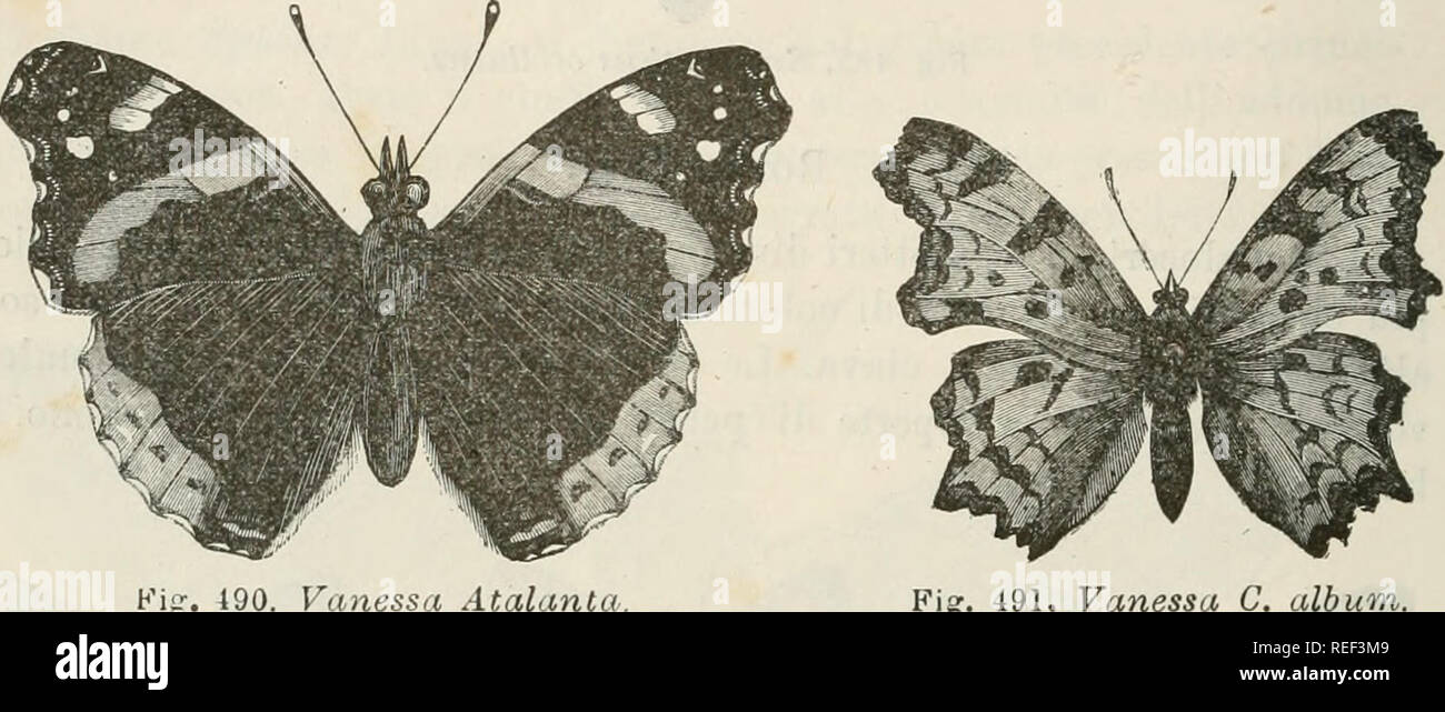 . Compendio della Fauna Italiana. Descrizione elementare Degli Animali pite originali. Zoology. Fig. 4S9. Vcmessa Io.. Kig-, 190. Vciìiessa Atalanta. 491. Vanessa C. album. di color rosso-vivo, le posteriori sono orlate esternamente di rosso- fuoco; Vanessa urticae, Linn., V. G. album, L. (fig. 491), V. polychloros (fig. 492). Argynnis paphia, Linn. (fi- gura 493), superiormente di color giallo-bruno con macchie nere, inferiormente giallo- chiaro con macchie nere, lu- centi e madreperlacee. La famiglia delle Pieridi è costituita da lepidotteri di mole mediocre, dalle ali di colori chiari e app Stock Photo