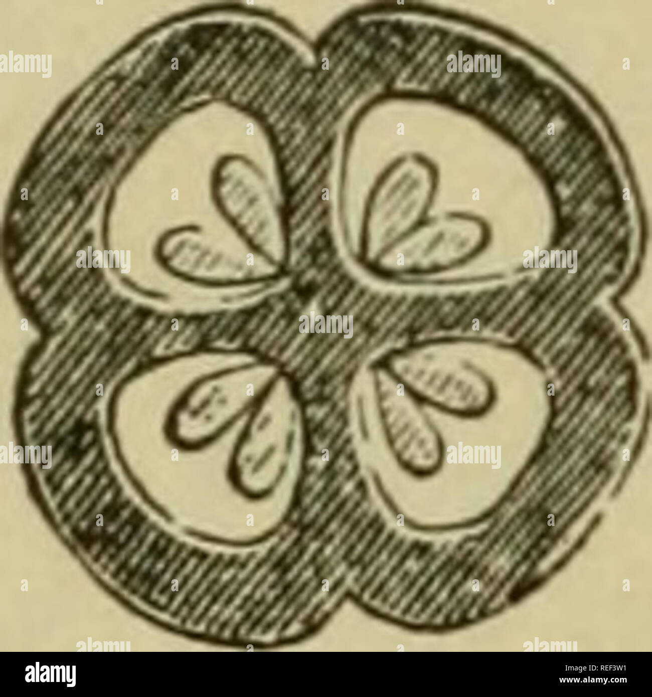 Apocarpous ovary hires stock photography and images Alamy