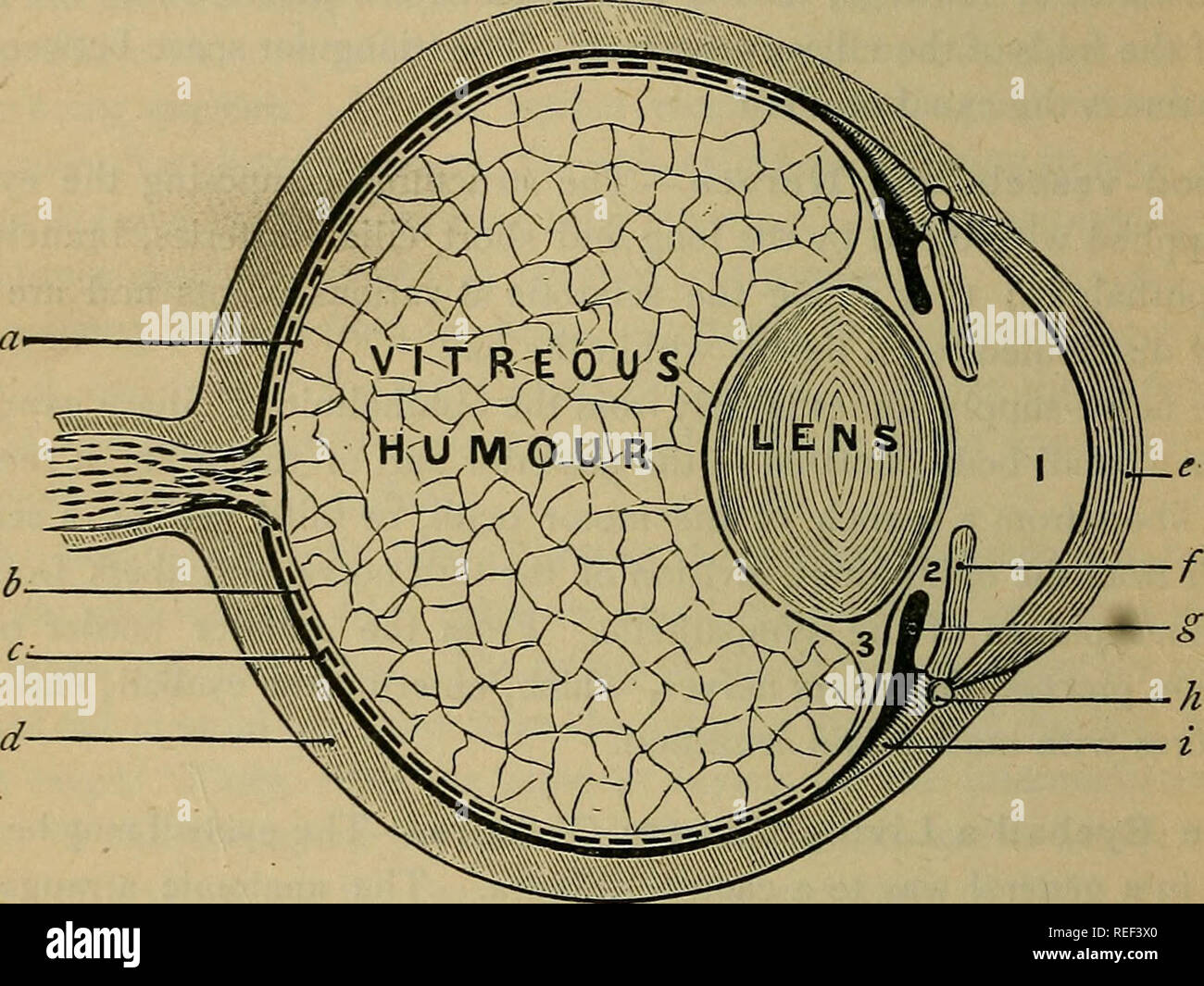 A compend of human physiology; especially adapted for the use of medical students. Physiology. 232 HUMAN PHYSIOLOGY. at their surfaces and ultimately be brought to a focus at the retina. Inas- A compend of human physiology; especially adapted for the use of medical students. Physiology. 232 HUMAN PHYSIOLOGY. at their surfaces and ultimately be brought to a focus at the retina. Inas-