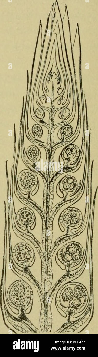 . A compendium of general botany. Plants. Fig. 129.—Macrospore with prothallium Fig. 130.—Longitudinal sec- and embryo of Marsilia salvatrix. tion through tlie tip of a (X 60.) (After Sachs.) fertile branch of Selaginella ineeqaalifolia. (After Sachs.) wh., and the mucous covering si which aids the spermatozoids in reaching the egg-cell; the root-hairs serve as a temporary attach- ment to the soil at the bottom of the water. Fig. 130 shows a. Please note that these images are extracted from scanned page images that may have been digitally enhanced for readability - coloration and appearance of Stock Photo