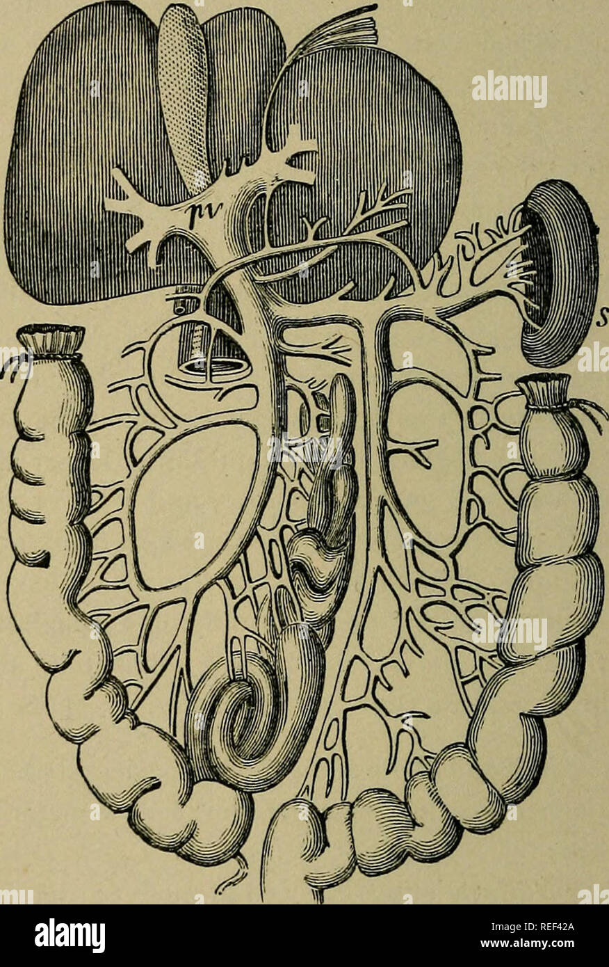 Osmosis effect hires stock photography and images Alamy