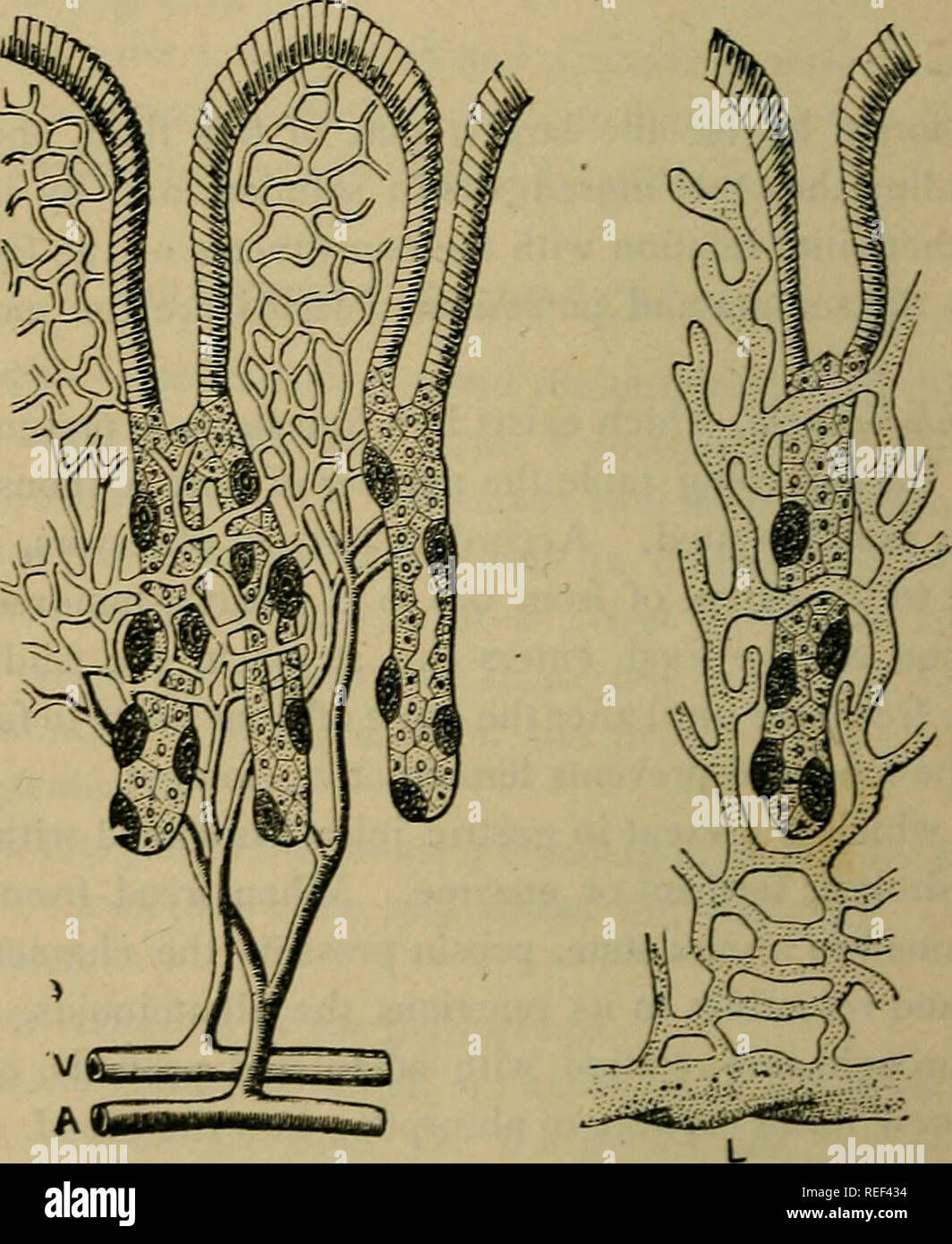 . A compend of human physiology; especially adapted for the use of