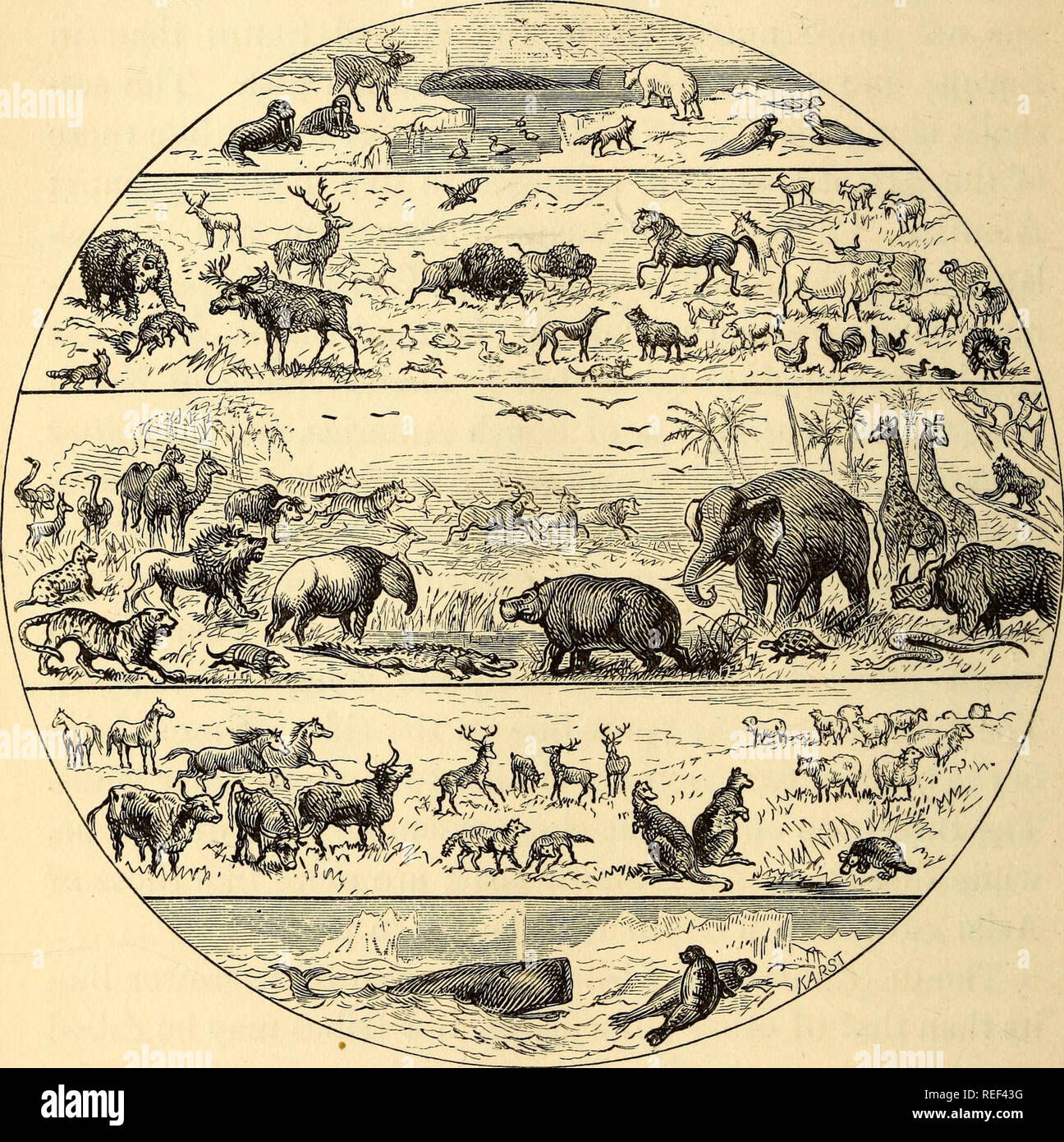 . Comparative zoology, structural and systematic for use in schools and colleges. Zoology